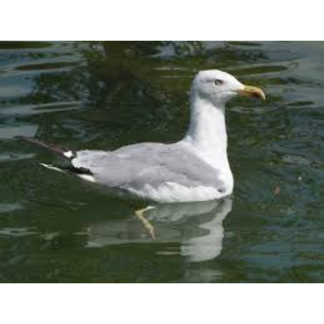 Goéland leucophée - Wikimedia Common